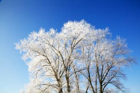 Winter trees full of snow Stock Photos
