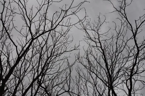 Winter trees gray sky Stock Photos