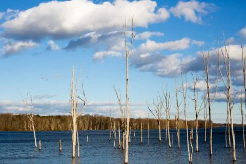 Winter trees growing in pond Stock Photos