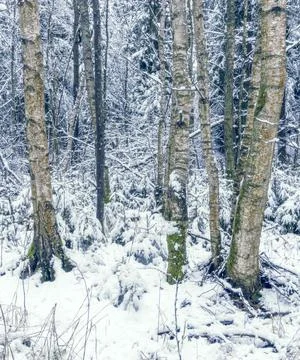 Winter trees highlighting, Initial snowfall enhances gentle birch tree outlines Stock Photos