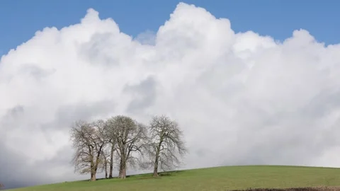 Winter trees on a hillside, Britain, UK Stock Footage 323119896