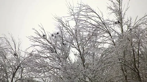 Winter trees in ice Stock Footage 96203999