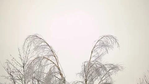 Winter trees in ice Video stock 96204599
