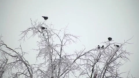 Winter trees in ice Stock Footage 96206077