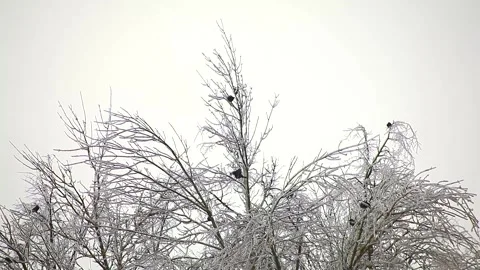 Winter trees in ice Stock Footage 96206383