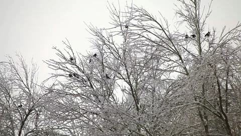 Winter trees in ice Stock Footage 96206826