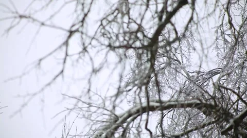 Winter trees in ice Video stock 96207227