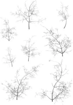 Winter trees Stock Illustration