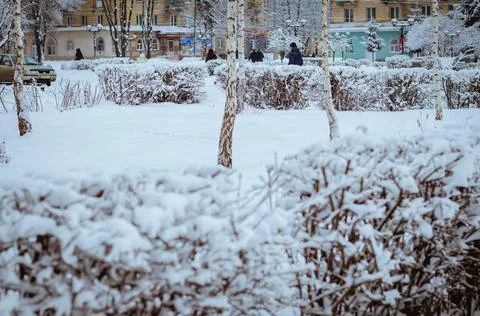Winter trees, January Stock Photos
