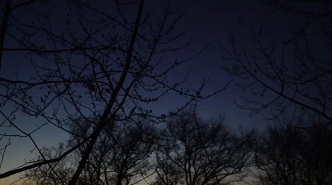 Winter Trees in the Last Evening Twilight Stock Footage 58822269