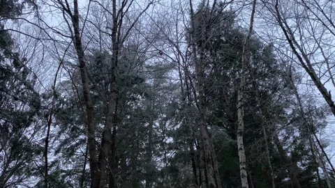 Winter Trees Low Angle Stock Footage 247075412