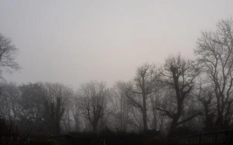 Winter Trees in Mist Stock Photos