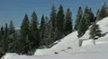Winter Trees in Mountains Covered with Fresh Snow Highlands Scenic Horizon Sunny HD Footage