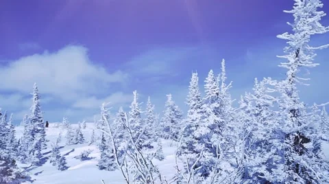 Winter trees in mountains covered with fresh snow in slow motion. 1920x1080 Stock Footage 67302300