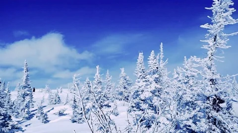 Winter trees in mountains covered with fresh snow in slow motion. 1920x1080 스톡 동영상 67302946
