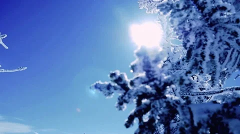 Winter trees in mountains covered with fresh snow in slow motion. 1920x1080 Stock Footage 67304417