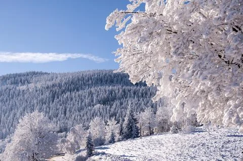 Winter trees in mountains covered with fresh snow Stock Photos
