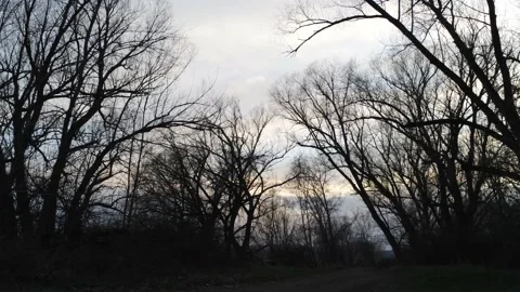 Winter trees to mountains - Drone camera moves forwards Video stock 138266093