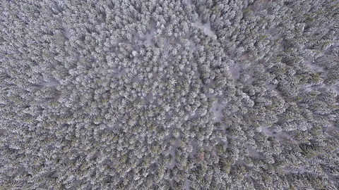 Winter trees in the mountains Stock Footage 99201165