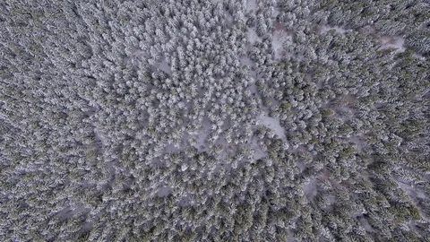 Winter trees in the mountains Video stock 99202659