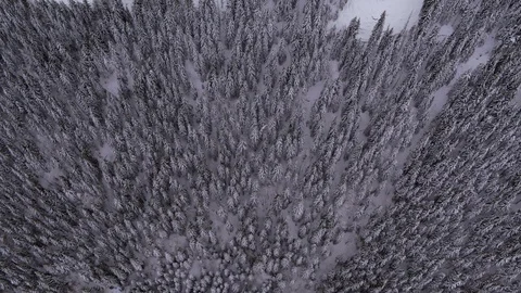 Winter trees in the mountains Video stock 99203412