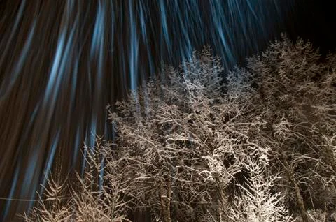 Winter trees at night Stock Photos