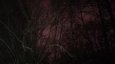 Winter trees at night red sky Stock Footage 150813138