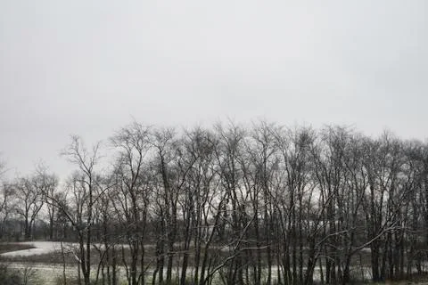 Winter Trees in Ohio Stock Photos