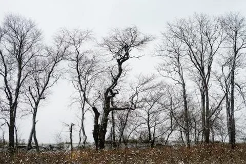 Winter Trees in Ohio Stock Photos