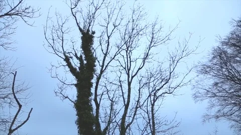 Winter Trees Pan Stock Footage 122122728