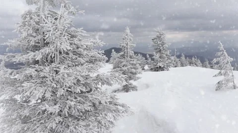 Winter trees in the park with falling snow. Slow motion Stock-Footage 61464832