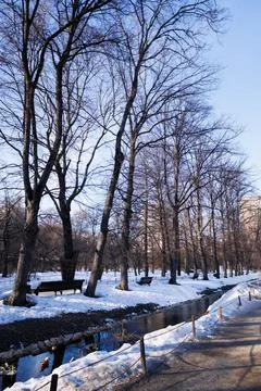 Winter trees in park Stock Photos