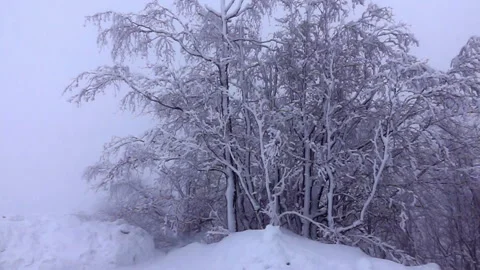 Winter Trees In The Park. Real Falling Snow. Slow Motion 库存影片 95123397