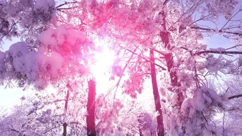 Winter Trees In The Park. Real Falling Snow. Stock Footage 101743637