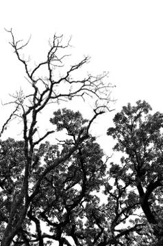 Winter trees Stock-Fotos