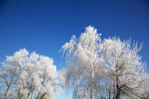 Winter trees 스톡 사진