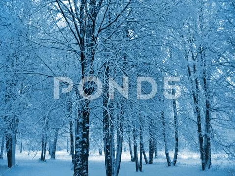 Winter trees Stock Photos