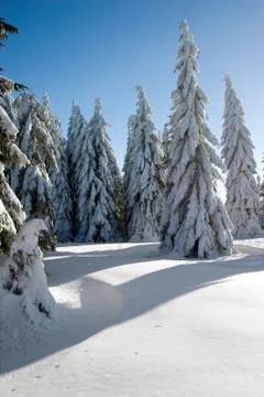 Winter trees Foto stock