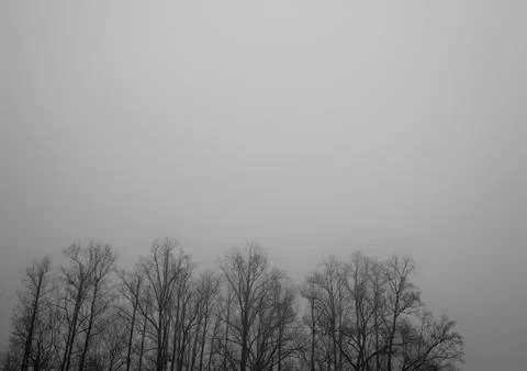 Winter trees Stock Photos