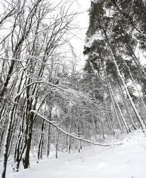 Winter trees Stock Photos