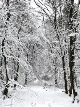 Winter trees Stock Photos