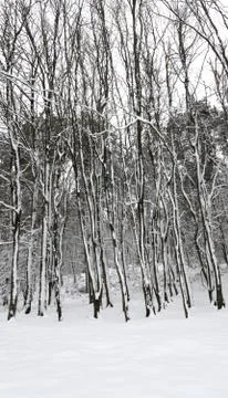 Winter trees Stock Photos