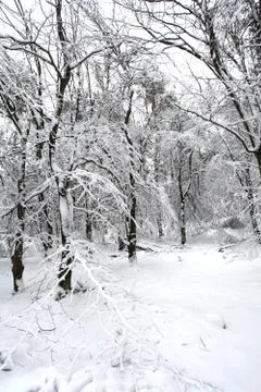 Winter trees Stock Photos
