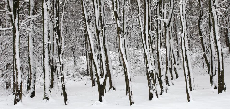 Winter trees Stock Photos
