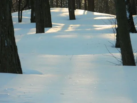 Winter - trees Foto stock