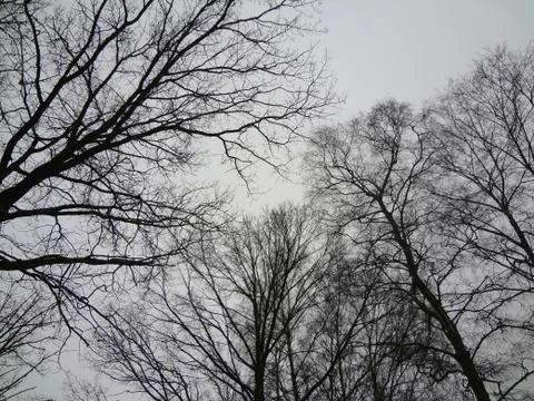 Winter trees Foto stock