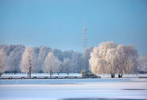 Winter trees Stock Photos