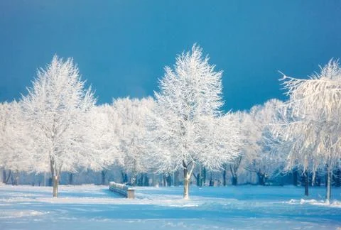 Winter trees Stock Photos