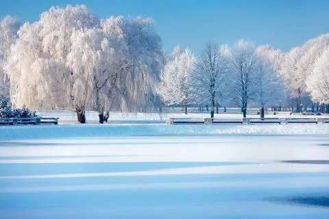 Winter trees Stock Photos