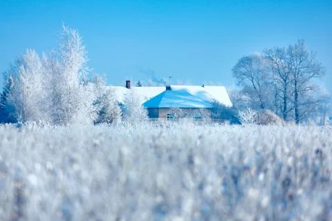 Winter trees Stock Photos
